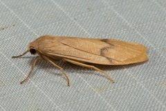 Teulisna montanebula