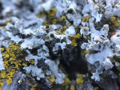 Physcia adscendens