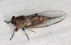 Popplepsalta notialis