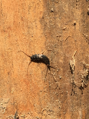 Allacrotelsa spinulata