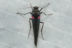 Monosyntaxis holmanhunti