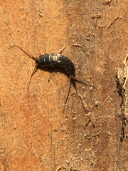 Allacrotelsa spinulata