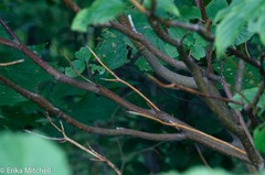 Aurantioporthe corni