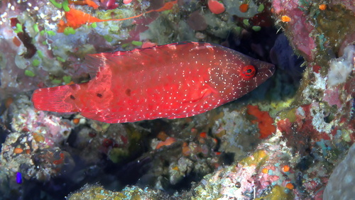 Point-head maori (Cheilinus oxycephalus) — Labridae — 3