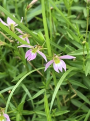 Lobelia chinensis
