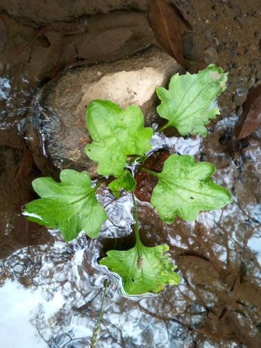 Plantago palmata