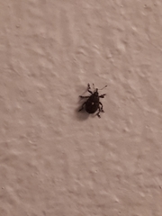 Glocianus