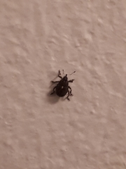 Glocianus