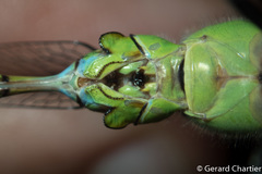 Gynacantha basiguttata