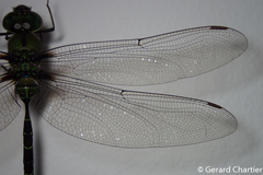 Gynacantha basiguttata