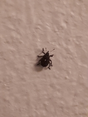Glocianus