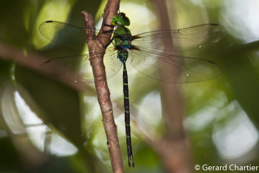 Spoon-tailed Duskhawker