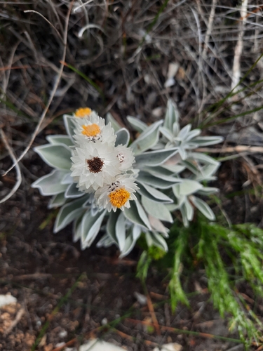 Syncarpha argyropsis, photograph 3