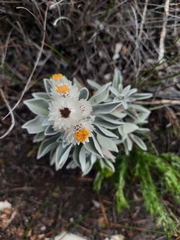 (c) Anri Matthee, some rights reserved (CC BY) Syncarpha argyropsis, photograph (c) Anri Matthee, some rights reserved (CC BY)