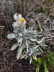 (c) Anri Matthee, some rights reserved (CC BY) Syncarpha argyropsis, photograph (c) Anri Matthee, some rights reserved (CC BY)