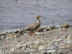 Chloephaga rubidiceps