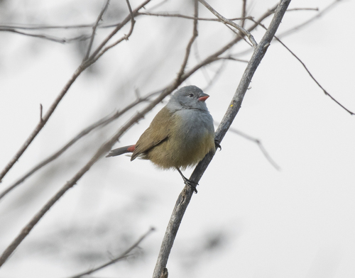 Yellow-bellied Waxbill (Coccopygia quartinia), photo 9