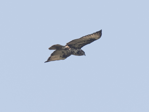 Mountain Buzzard (Buteo oreophilus), photo 9