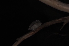 Podargus strigoides