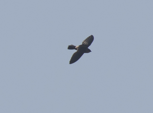 Mottled Spinetail (Telacanthura ussheri), photo 10