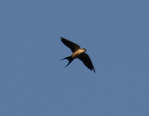 African Red-rumped Swallow (Cecropis melanocrissus), photo 6
