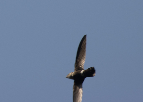 Mottled Spinetail (Telacanthura ussheri), photo 4