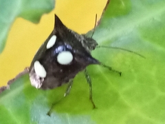 Paracritheus trimaculatus