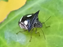 Paracritheus trimaculatus