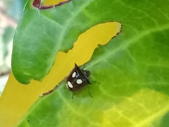 Paracritheus trimaculatus