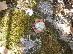 Echeveria secunda