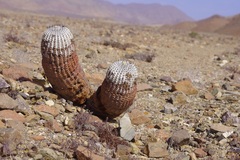 Copiapoa cinerea