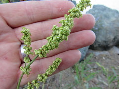 Rumex pallidus