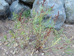 Rumex pallidus