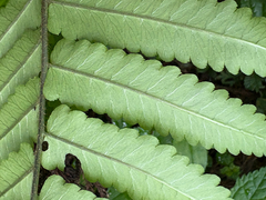 Dryopteris scottii, photograph (c) 黃美滿, some rights reserved (CC BY)