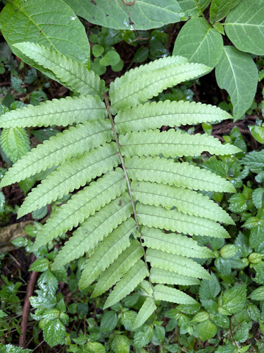 Dryopteris scottii, photograph 4
