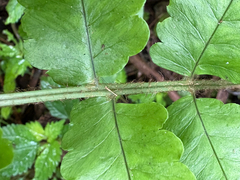 Dryopteris scottii, photograph (c) 黃美滿, some rights reserved (CC BY)