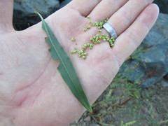 Rumex pallidus