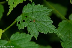 Leiobunum politum