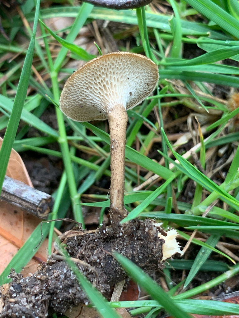 Lentinus arcularius · October 2025 · photo: © celadonfern (iNaturalist, cc-by)