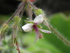 Pelargonium tomentosum