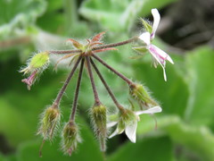 Pelargonium tomentosum