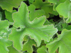 Pelargonium tomentosum