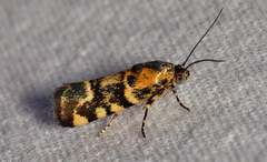 Spragueia perstructana