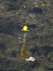 Utricularia australis