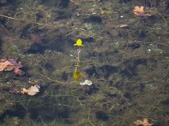 Utricularia australis