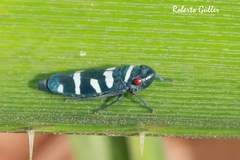 Balacha melanocephala