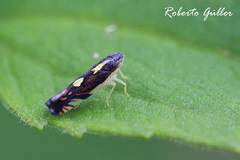 Diedrocephala variegata