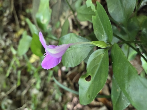 dye foldwing (Dicliptera tinctoria)