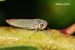 Macugonalia cavifrons