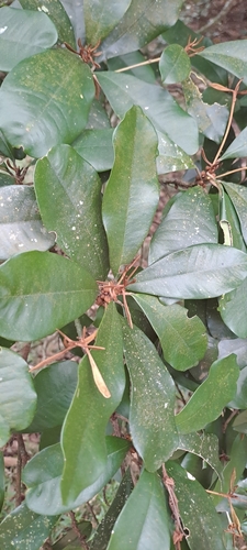 Englerophytum natalense, photograph 4